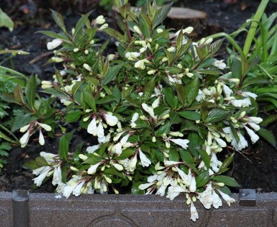 Weigela florida 'Black and White'