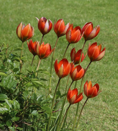 Tulipa whitallii (tulip whitallii)