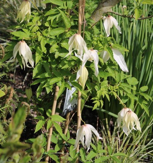 Clematis koreana 'Broughton Bride'