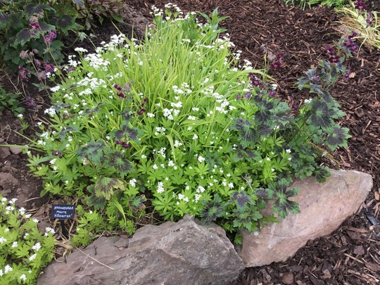 The Sweet Woodruff has really gone to town this year. (Galium odoratum (Asperula Olorosa))