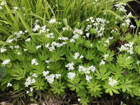Galium odoratum close-up. (Galium odoratum (Asperula Olorosa))