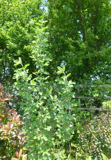 Cytisus battandieri (Cytisus battandieri (Pineapple broom))
