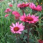 Echinacea purpurea Fatal Attraction' (Echinacea purpurea (Coneflower))