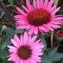 Echinacea purpurea 'Fatal Attraction' (Echinacea purpurea (Coneflower))