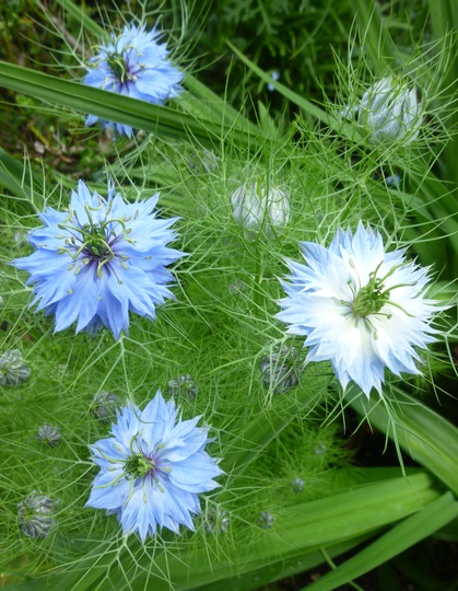Love-in-a-mist (Nigella) (Nigella damascena (Love-in-a-mist))