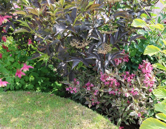 Sambucus 'Black Beauty' and Weigela florida 'Monet'