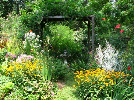 Rudbeckias are putting on a show