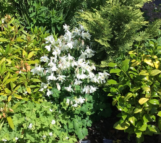White Aquilegias were very popular at the open day yesterday...