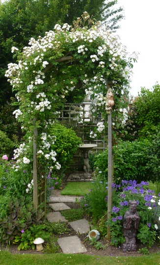 'Rambling Rector' Rose