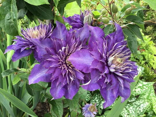 Clematis Multi-Blue before the storm.