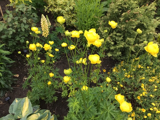 Trollius Europaeus