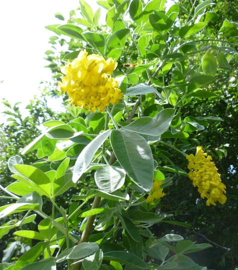 First blooms (Cytisus battandieri (Pineapple broom))