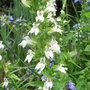Lobelia siphilitica 'Alba' (Lobelia siphilitica 'Alba')