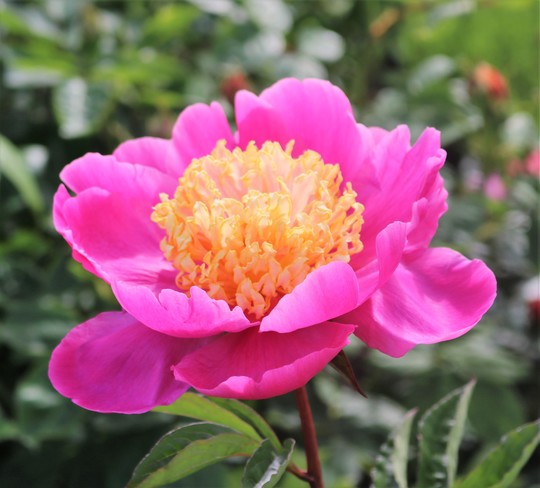 Doreen (Paeonia lactiflora (Peony))