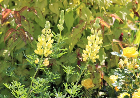 Tree Lupin - For my records