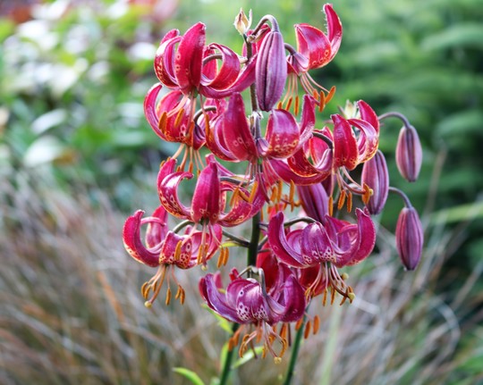 Lily 'Claude Shride'