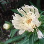 Stokesia_laevis__mary_gregory_