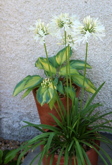 White Agapanthus and Hosta 'June'