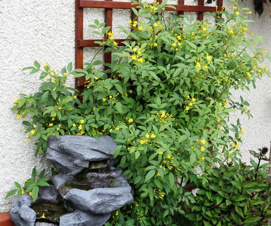 Jasminum 'Revolutum' (Jasminum humile (Yellow jasmine))