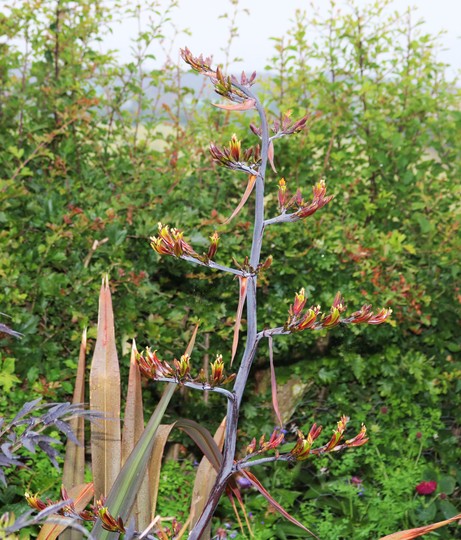 Phormium 'Platts Black' Flowering (Phormium tenax (New Zealand flax))