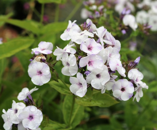 Early Phlox paniculata 'Ice Cream' (Phlox paniculata)