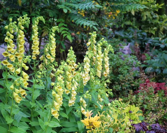 Digitalis grandiflora