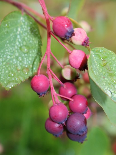 Amalanchier Saskatoon June Berry 'Northline'