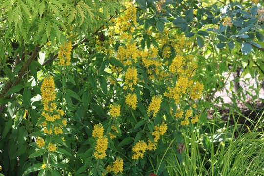 For my records - Lysimachia punctata