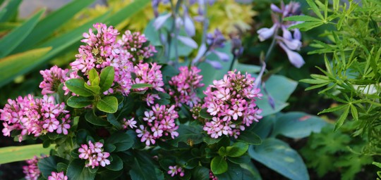 Escallonia 'Pink Elle'