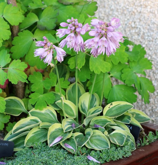 Hosta 'Frosted Mouse Ears' (Hosta 'Frosted Mouse Ears')