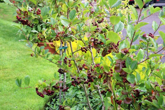 Ripening 'Choke Berries' Aronia prunifolia 'Viking'