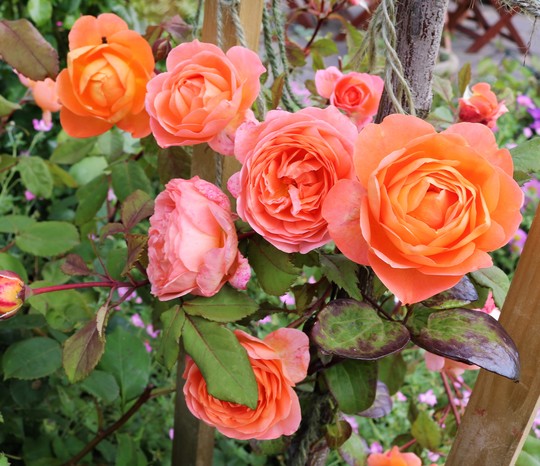 Lady Emma Hamilton Rose