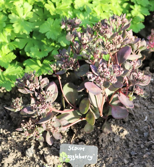 Sedum 'Dazzleberry'