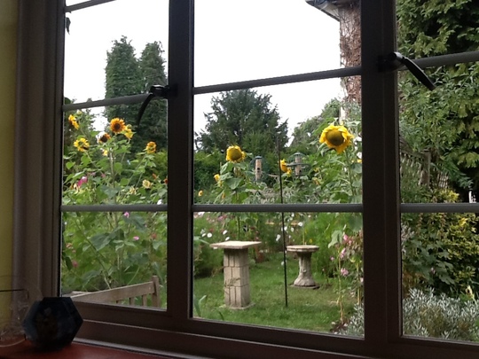 My neighbour's garden.