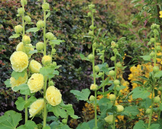 Double lemon Hollyhocks 'Chater's Yellow'