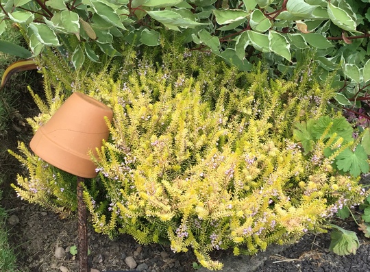 Erica griffithsii ‘Valerie Griffiths’