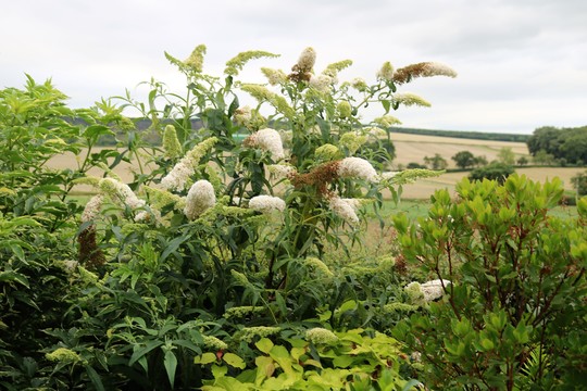 Buddleia davidii 'White Profusion'