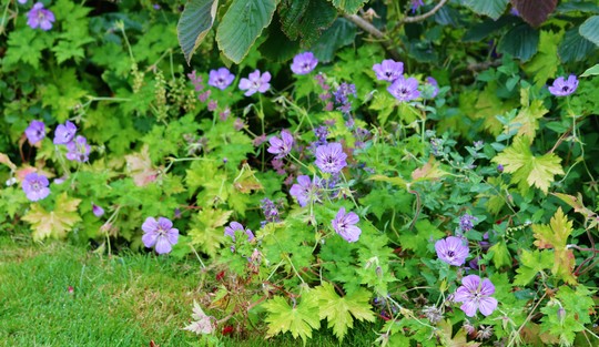 Geranium 'Havana Blues'
