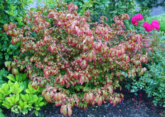 Euonymus is half way to autumn already!
