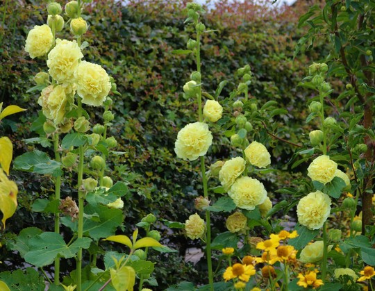 Double Yellow Hollyhocks 'Chater's Yellow'