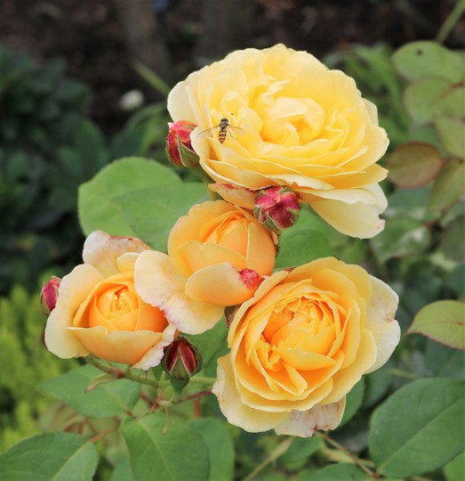 rosa 'Charlotte' The best its ever been this year.