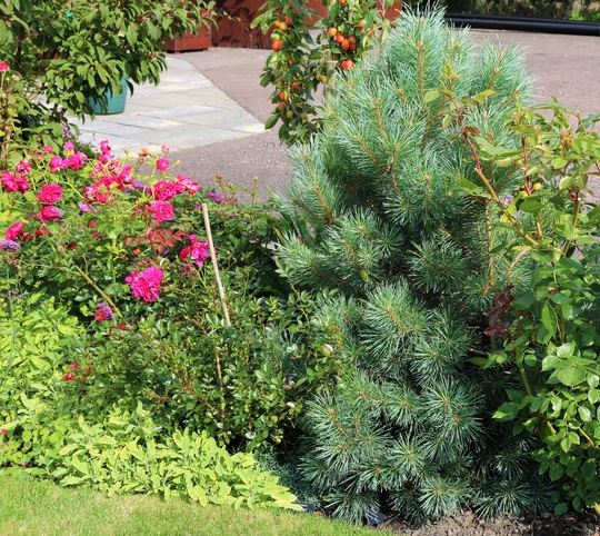 Pinus 'Chantry Blue'