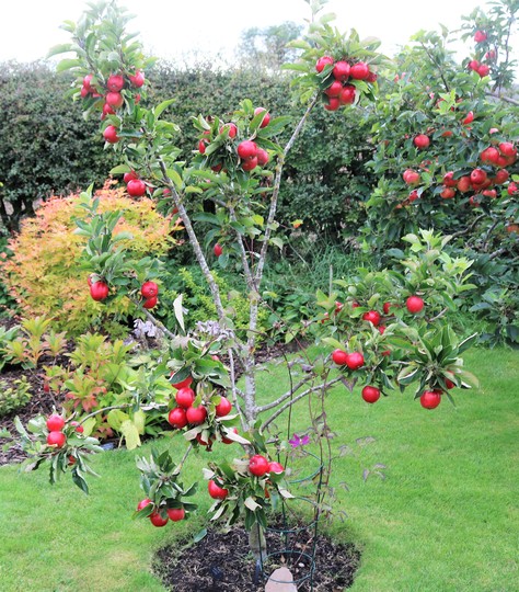 Malus 'Katy' struggling to support her fruit.