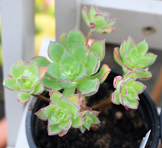Aeonium 'Cornish Pixie'