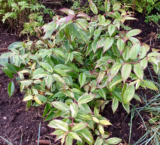 Leucothoe fontanesiana ‘Makijaz’