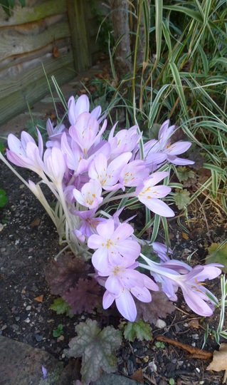 Colchicum (Naked Ladies)