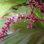 Cordyline bellula (Cordyline bellula)