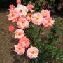 Today's roses