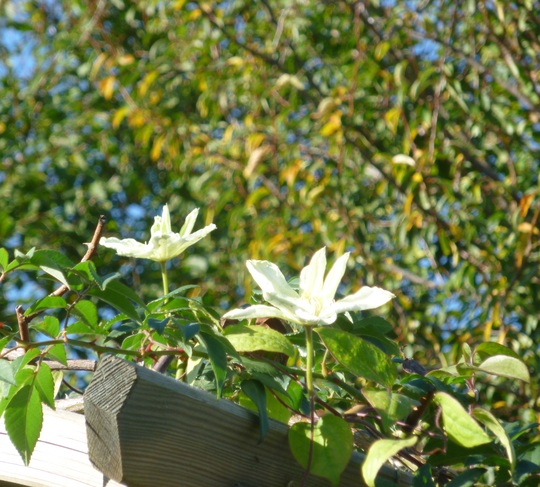 Clematis 'Guernsey Cream'
