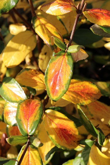 Viburnum carlesii leaves (Viburnum carlesii (Viburnum))